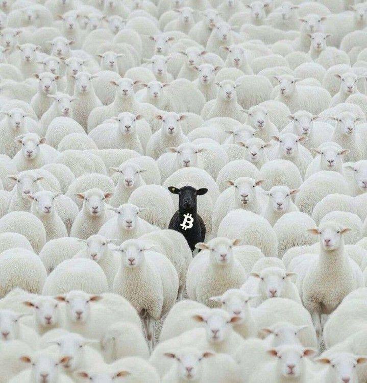 a sheep standing in a large group of sheep
